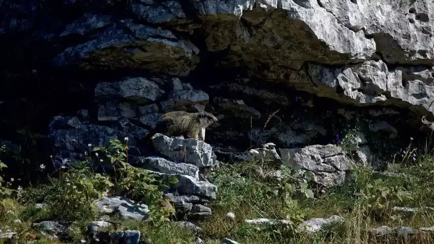 marmotte